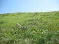 Mateo and the Big Meadow
