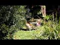 Lou Bradley Cowboy Official Music Video and Lyrics