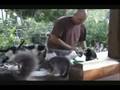 Feeding Feral Cats at IBMC with Rev. Kusala