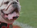 \"Uga VI\" Athens Georgia Bulldog Tradition \"Uga VI\" Athens Georgia Bulldog Tradition