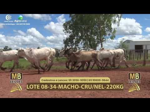 540� LEIL�O VIRTUAL MB LEIL�ES