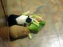 Cavies (Guinea Pigs) floor play eat time Cavies (Guinea Pigs) floor play eat time