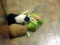Cavies (Guinea Pigs) floor play eat time
