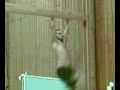 parkour tricking
