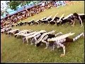 Contingent No. 1_C..