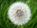 Canon A 720 Pics