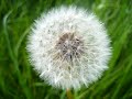 Canon A 720 Pics