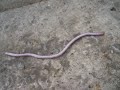 big-a** worm / update: Rhineura floridana