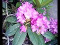 Rhododendrons blooming in Helsinki Rhododendrons blooming in Helsinki