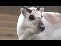 Arctic Fox, Reindeer, Polar Bears of Svalbard, Norway