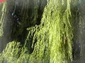 Zonguldak Klibi