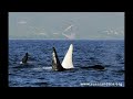 Latest video and pictures of the 16 year old killer whale in Russia