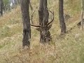Red Stag