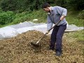 harmanda fındık gumul etme