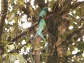 Canta Quetzal