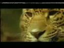 Animal Imitators (1/5)