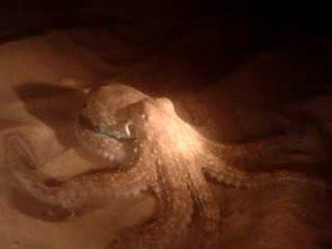 Pulpo enorme