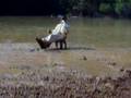 muddin/sitin in a chair/in alabama
