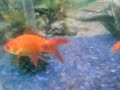 Filmagem de peixinhos nadando em um aquário lindo. 