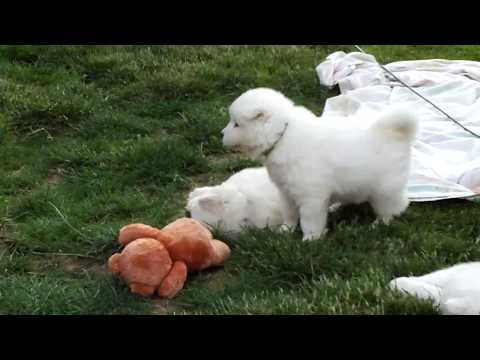 Samoyed