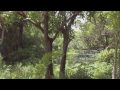 Reptilia1_6