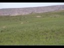 Prairie Dog goes Flying when hit