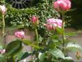 Jardin de r�ve