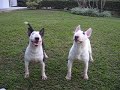 Bull terrier Fiona y Lizzy Venezuela