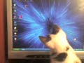 Gatet busca cursor