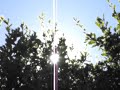 Alberi Alberi