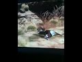 How to hunt a puma