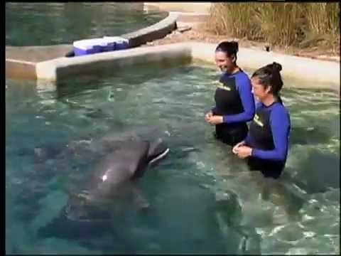 Miami Seaquarium Dolphin Harbour 