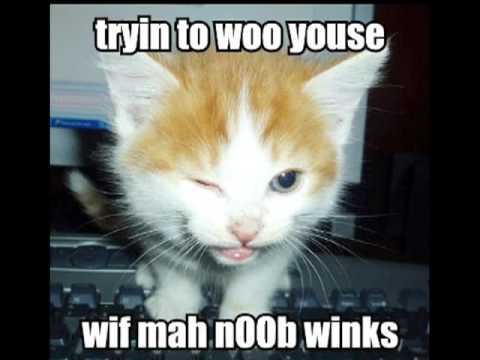 lolcats - The definitive LOLCATS music video! Let me know if your LOLCAT made it in!