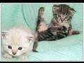 Teh LOLCATS complation video
