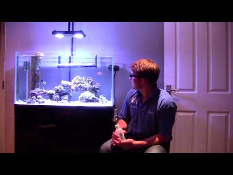 how to grow zooplankton