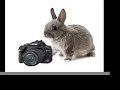 Bunny Gives Photography Tips