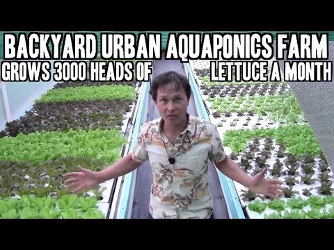 how to harvest lettuce so it keeps growing