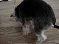 Yorkie with the Kong dog toy