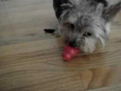 how to fill kong dog toys