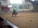 Galop.