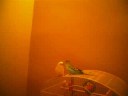 Budgie Love