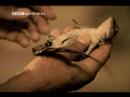 lost crocodiles of the pharoahs part 4