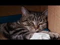 dutch-house-cat-adopts-rejected-red-panda.html