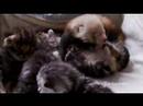 Dutch house cat adopts rejected red panda