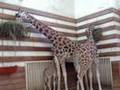 Giraffenbaby @ Schönbrunn (11 tage alt)