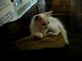 Kittie - In Dreams