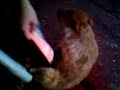 Perro follando una caja