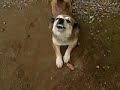 Cachorro sorrindo