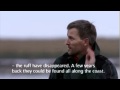 MATSALU-Eng.mp4