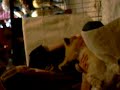cuddle-with-lions-in-zimbabwe.html
